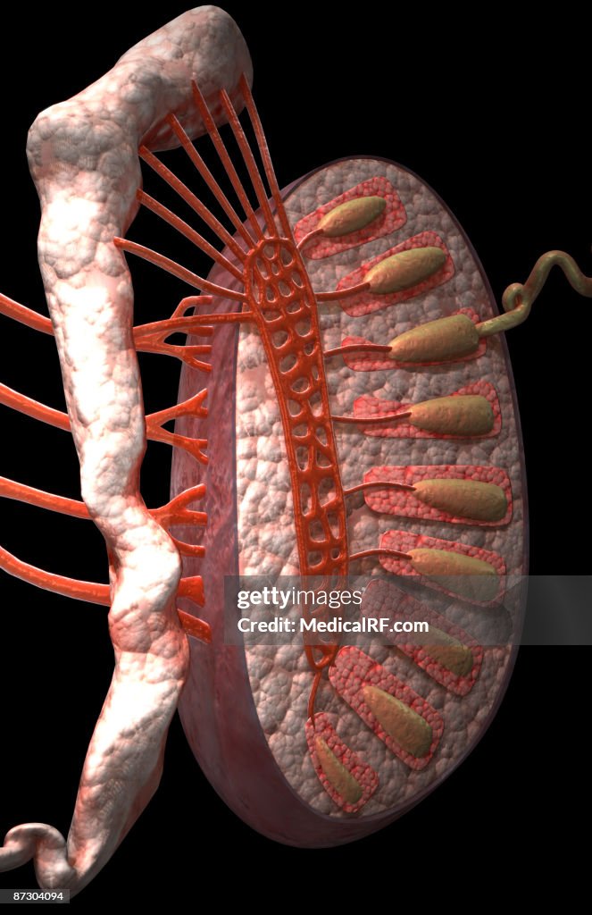 The testes