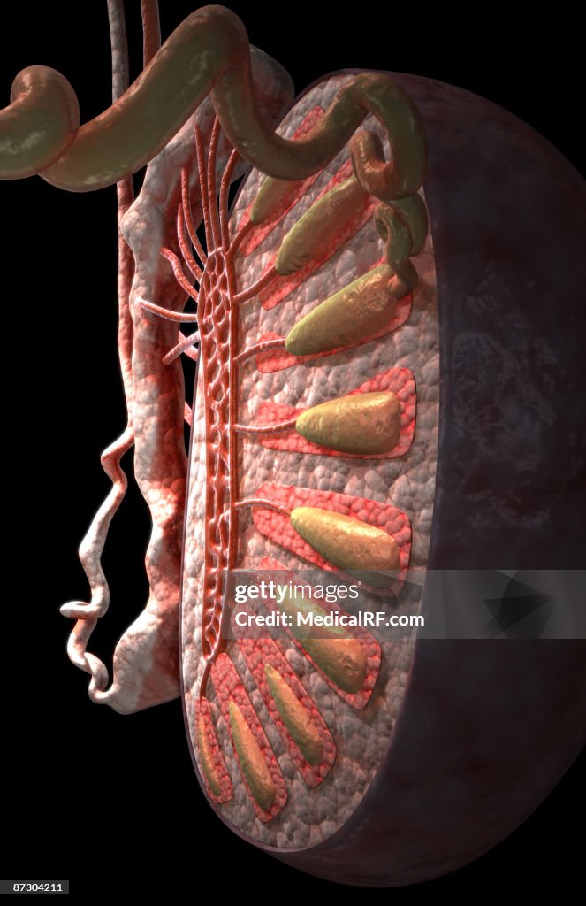 The testes