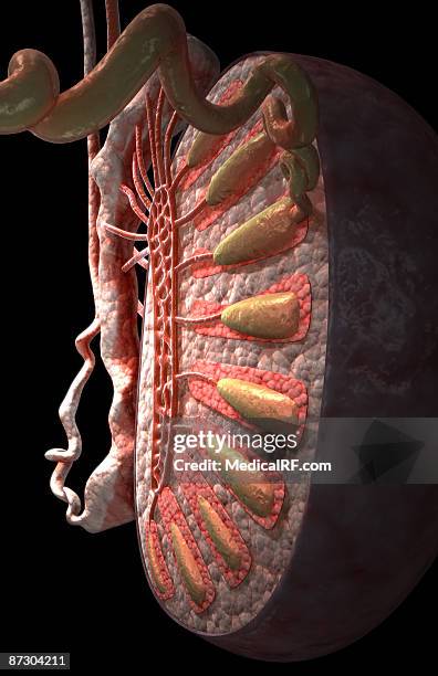 the testes - epididymis stock illustrations