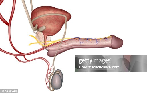 Male erection Male erection