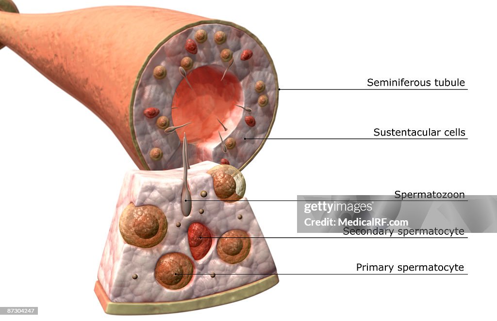 Seminiferous tubules of the testes