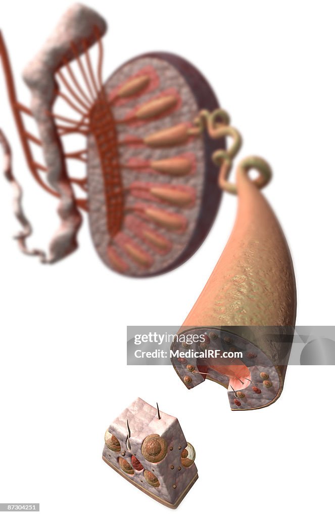 The testes