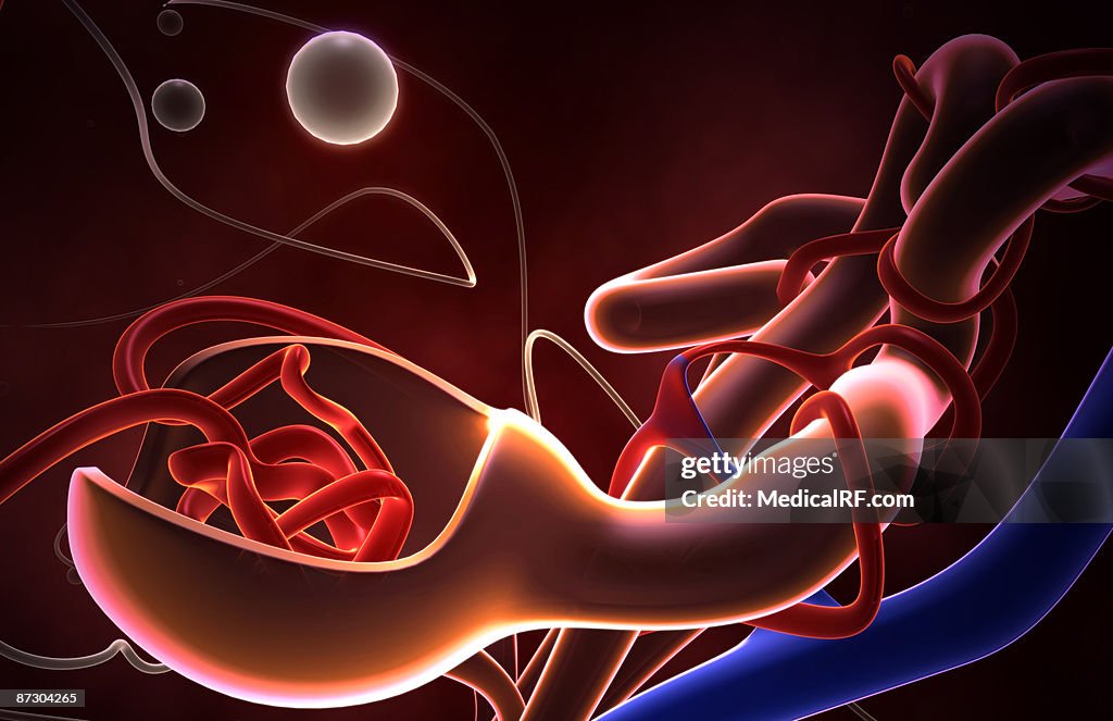 Glomerulus