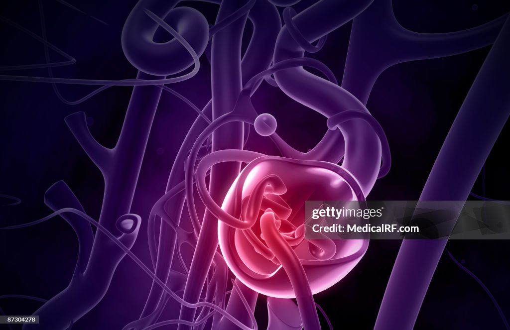 Glomerulus