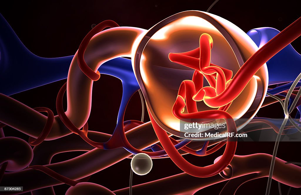Glomerulus