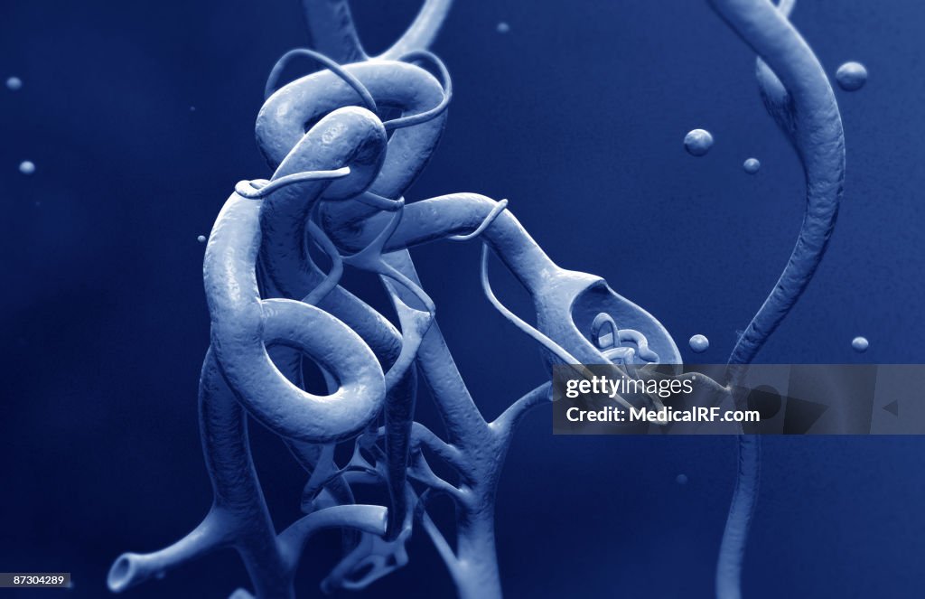 Glomerulus