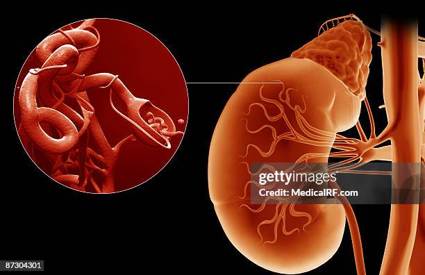 bowman's capsule - glomerulus stock illustrations