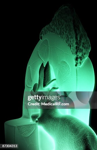 Kidney structure Kidney structure
