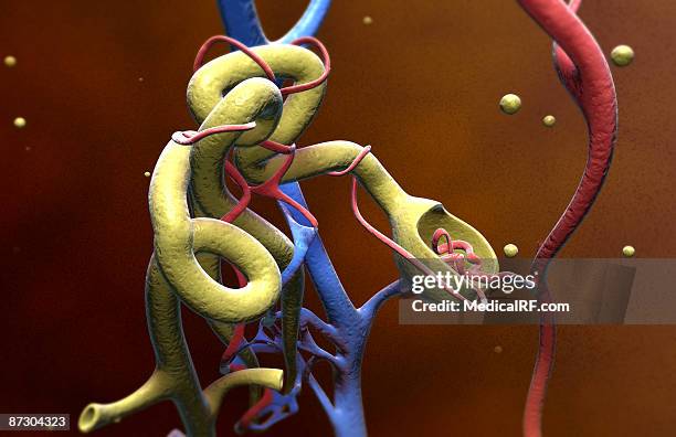 glomerulus - glomerulus stock illustrations