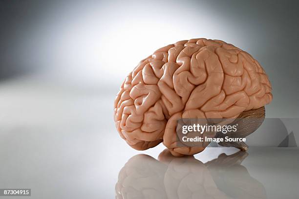 a brain - brain model stockfoto's en -beelden