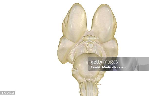 the brainstem - trochlear nerve stock illustrations