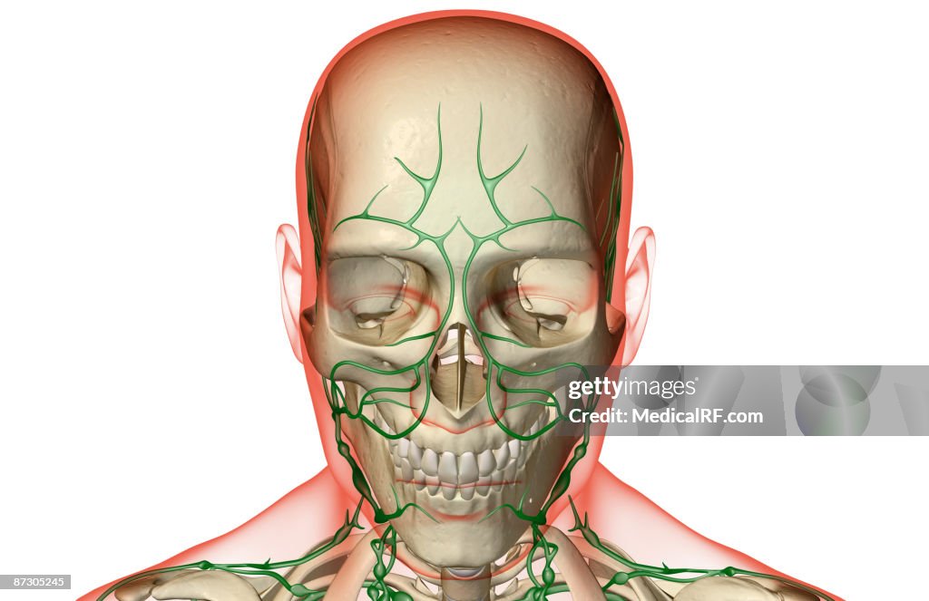Limf Body The Lymph Supply Of The Head And Face High-Res Vector Graphic - Getty ...