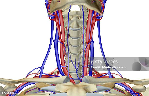 the blood supply of the neck - carotid artery stock illustrations