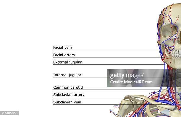 the blood supply of the head and neck - carotid artery stock illustrations