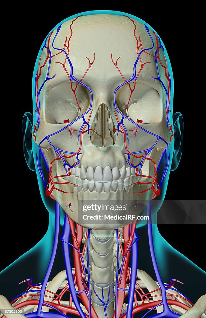 The blood supply of the head, neck and face
