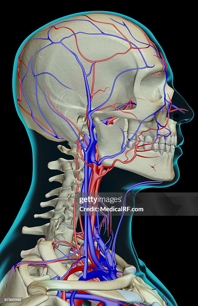 The blood supply of the head, neck and face