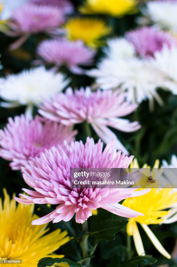 Chrysanthemum Flowers