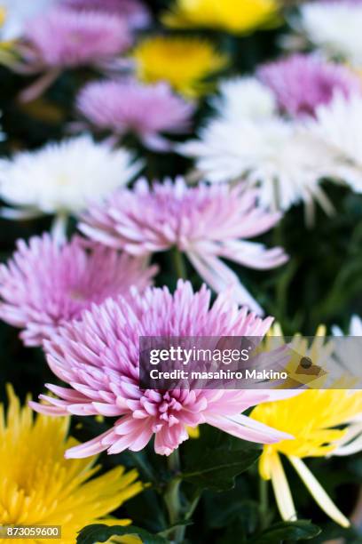 chrysanthemum flowers - antheridia stock pictures, royalty-free photos & images