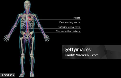 The vascular system The vascular system