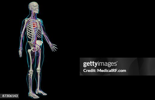 The vascular system The vascular system