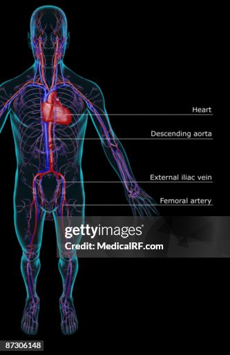 The vascular system The vascular system