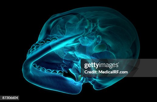 The brain The brain