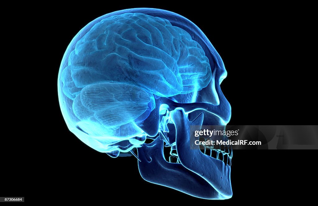 The brain