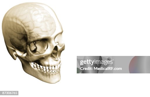 The brain The brain