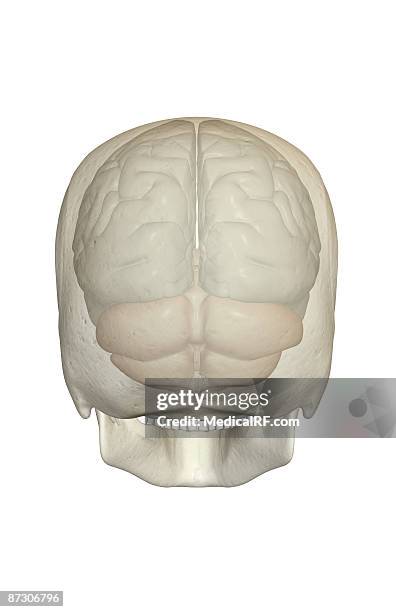 Occipital Lobe Photos And Premium High Res Pictures - Getty Images