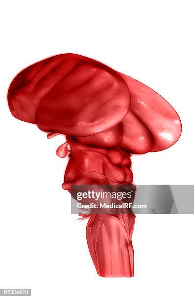 the brainstem - trochlear nerve stock illustrations