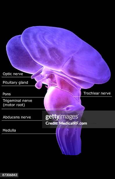 ilustrações de stock, clip art, desenhos animados e ícones de the brainstem - medulla oblongata