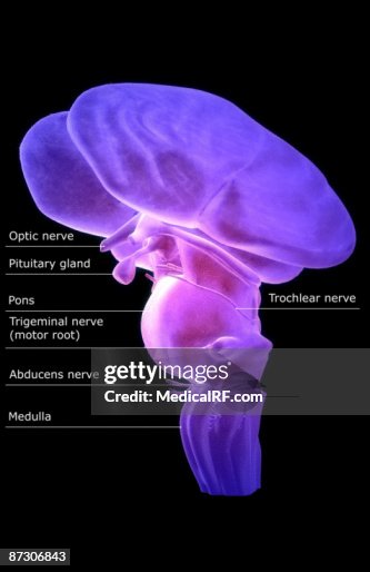 The brainstem The brainstem