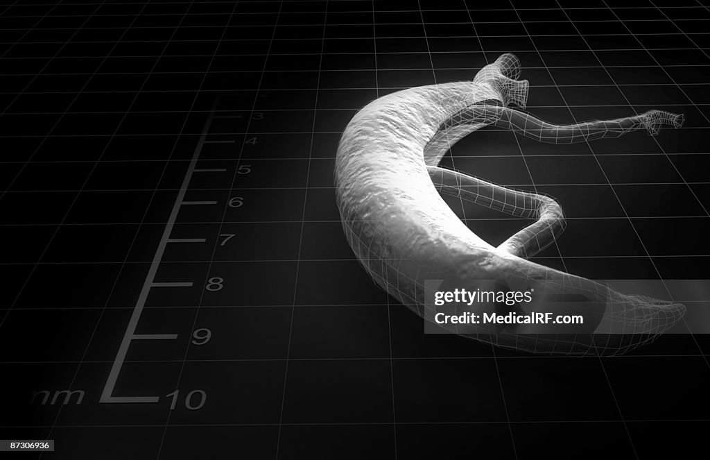 Schistosoma