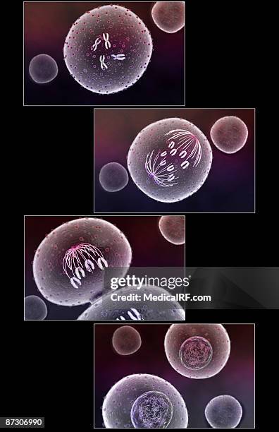 mitosis - metaphase 幅插畫檔、美工圖案、卡通及圖標