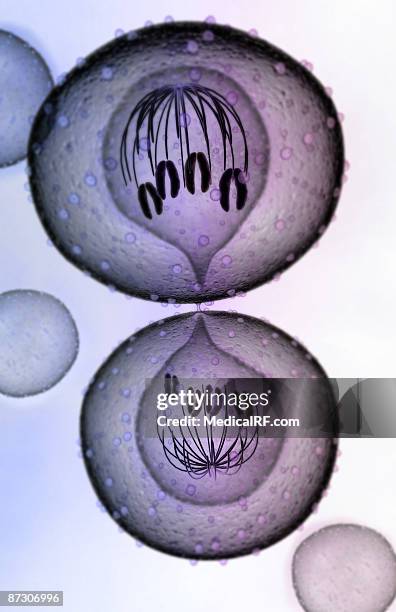 mitosis - cytokinesis 幅插畫檔、美工圖案、卡通及圖標