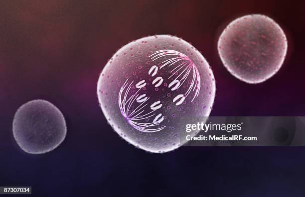 ilustraciones, imágenes clip art, dibujos animados e iconos de stock de mitosis - anaphase