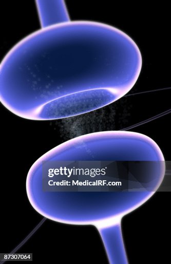 Synapse Synapse