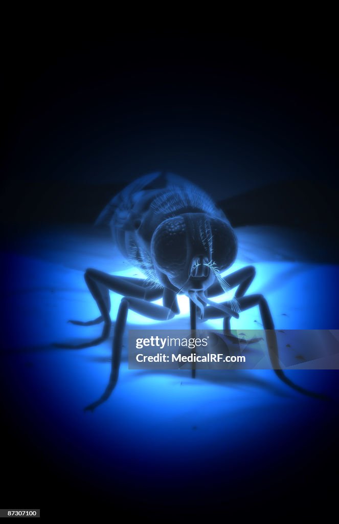 Tsetse fly