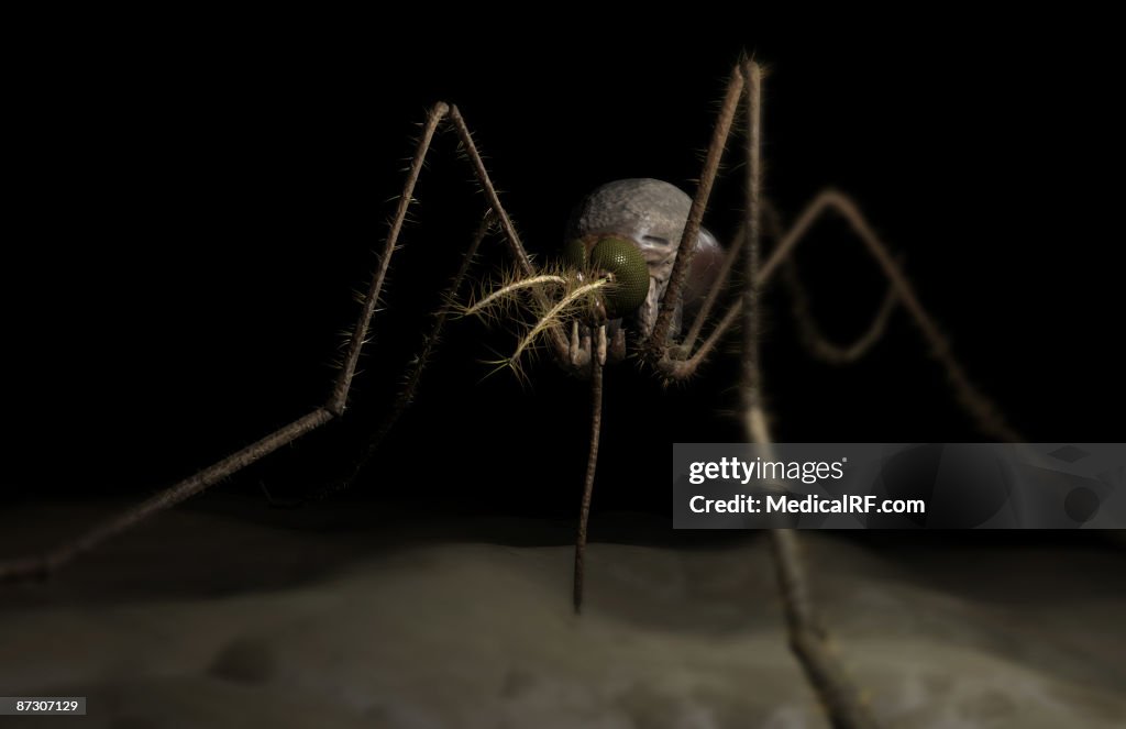 Mosquito bite