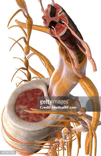 the spinal cord - dura mater stock illustrations
