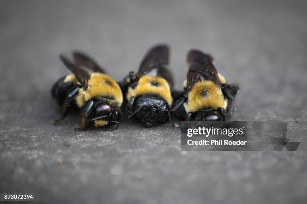 Tri Bees 958 Three Bees Stock Photos, High-Res Pictures, and Images - Getty Images