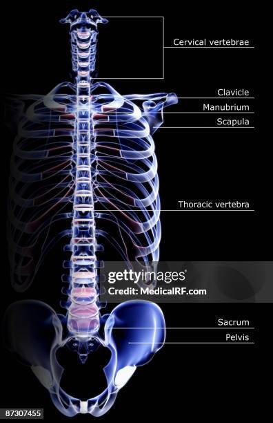 Right Complete Cervical Rib 300 Cervical Rib Stock Photos, High-Res Pictures, and Images - Getty Images