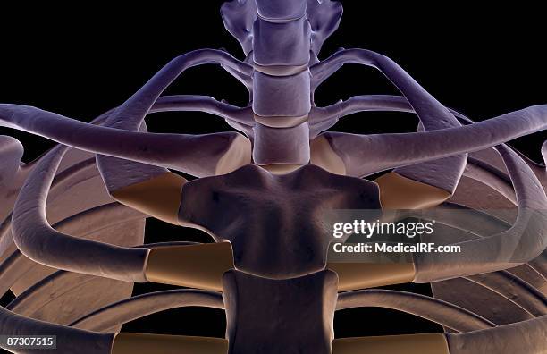 300 Cervical Rib Stock Photos, High-Res Pictures, and Images - Getty Images