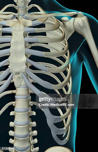 300 Cervical Rib Stock Photos, High-Res Pictures, and Images - Getty Images
