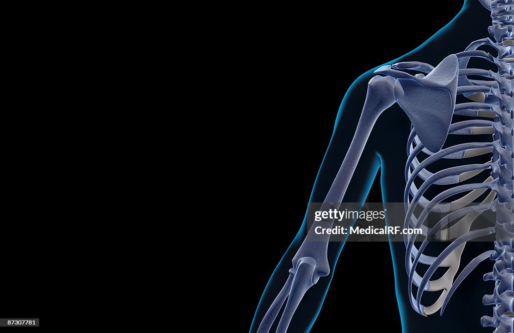 The Bones Of The Shoulder And Upper Arm High-Res Vector Graphic - Getty ...