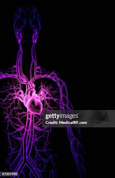 ilustrações de stock, clip art, desenhos animados e ícones de the blood vessels of the upper body - veia pulmonar