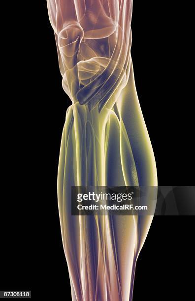 the muscles of the knee - gastrocnemius stock illustrations