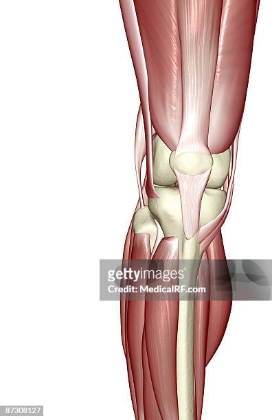 ilustrações de stock, clip art, desenhos animados e ícones de the muscles of the knee - vastus lateralis