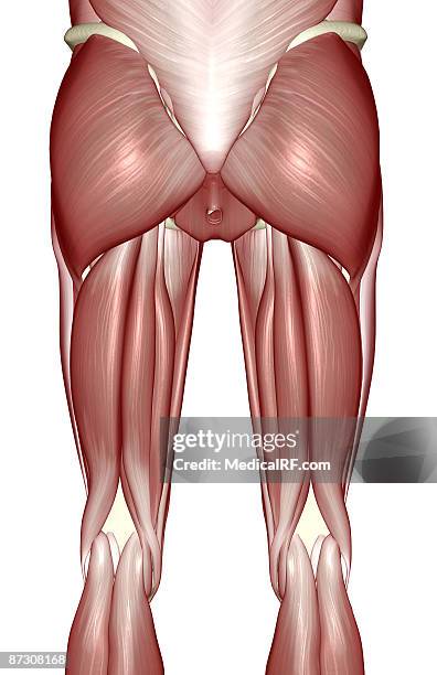 ilustrações de stock, clip art, desenhos animados e ícones de the muscles of the lower limb - músculo semitendinoso
