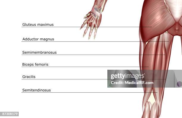 ilustrações de stock, clip art, desenhos animados e ícones de the muscles of the thigh - músculo semitendinoso
